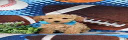 Bichpoo dogs for sale: Parkinson 9 lbs Full Grown - Ad 2