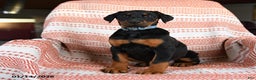 Doberman Pinscher dogs for sale: April - Ad 3