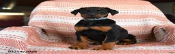 Doberman Pinscher dogs for sale: April - Ad 3