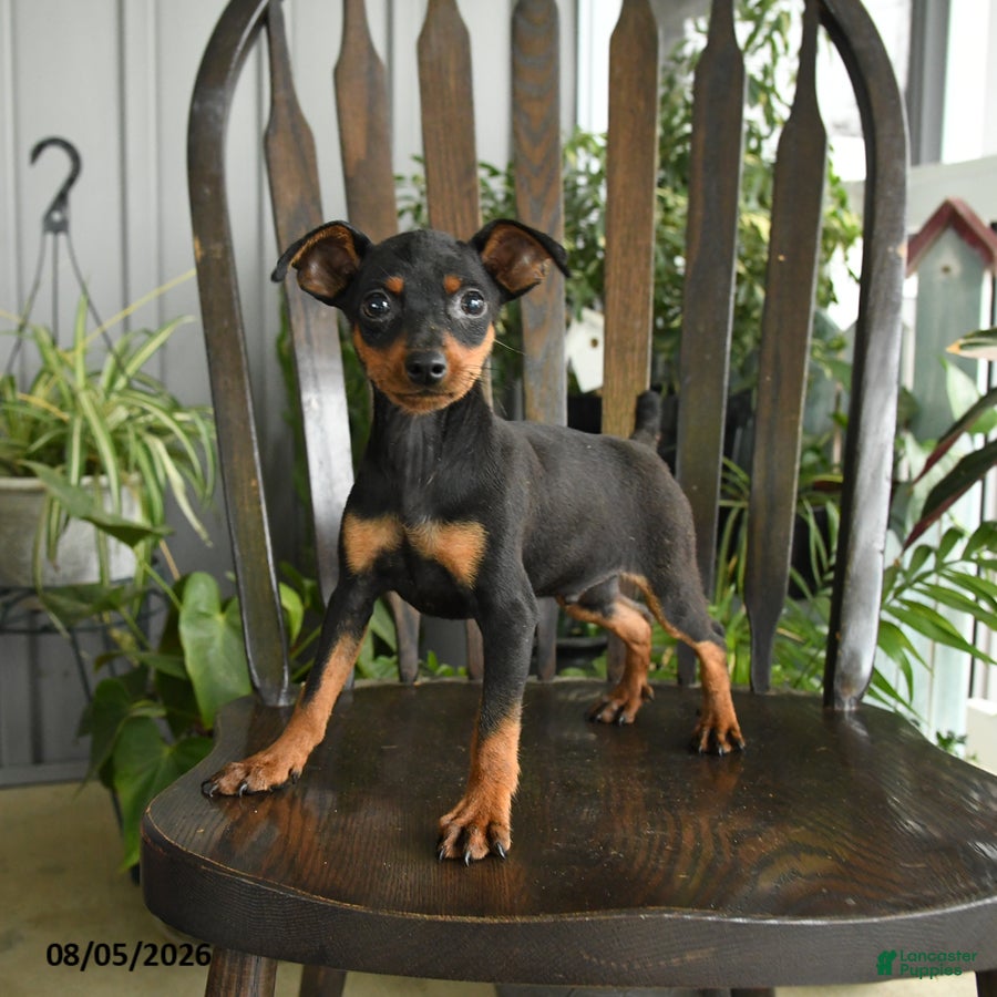 Miniature Pinscher dogs Plato - Ad 2