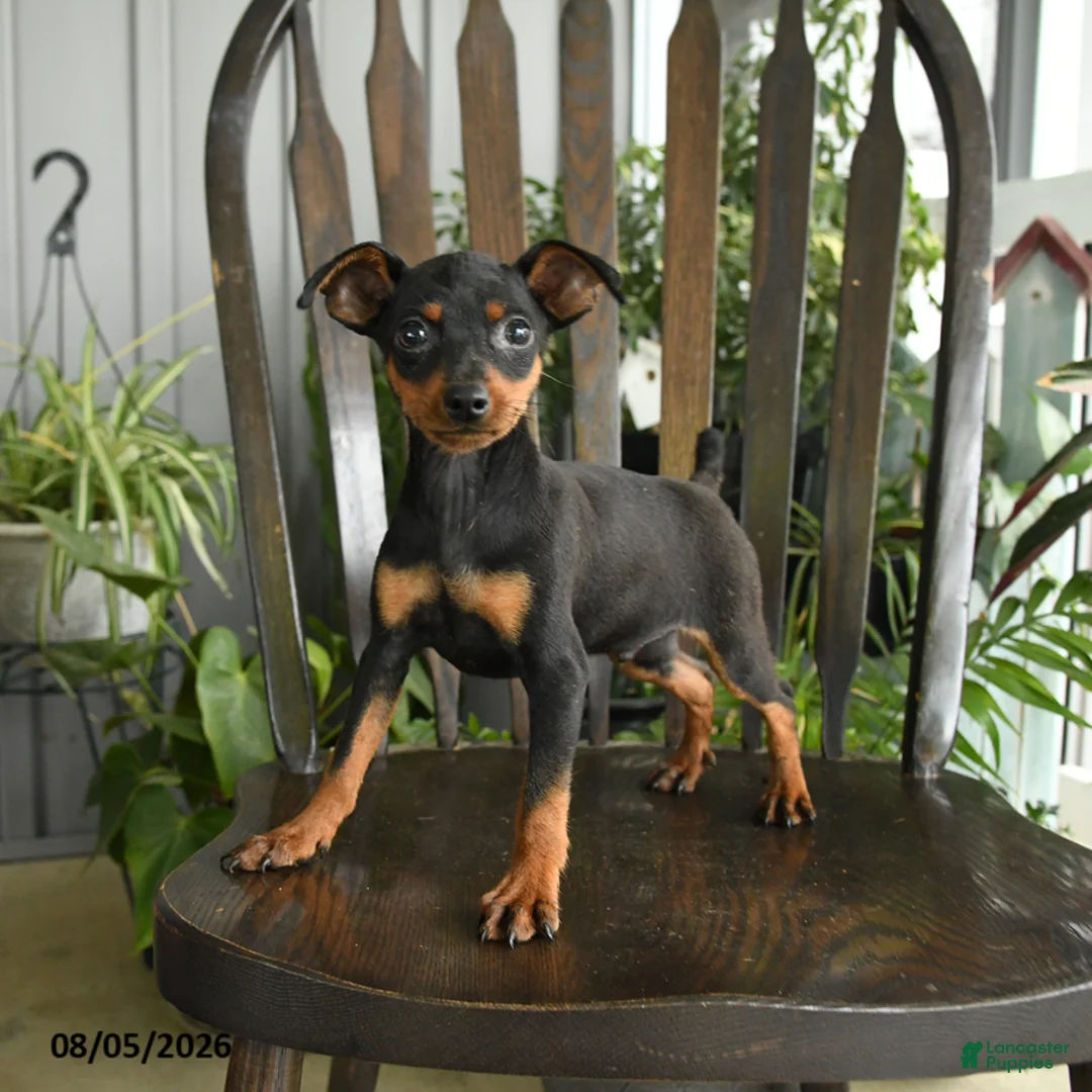Miniature Pinscher dogs for sale: Plato - Ad 2
