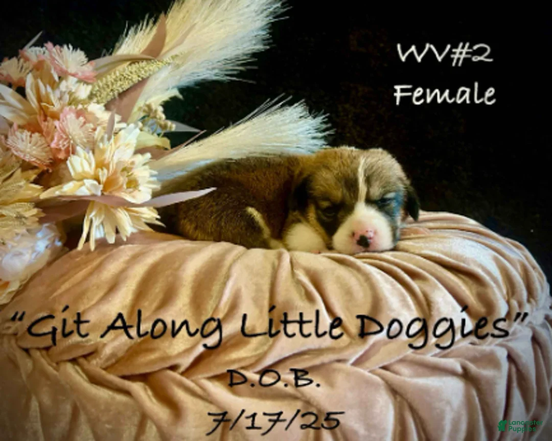 Welsh Corgi Pembroke dogs for sale: WV#2 - Ad 2