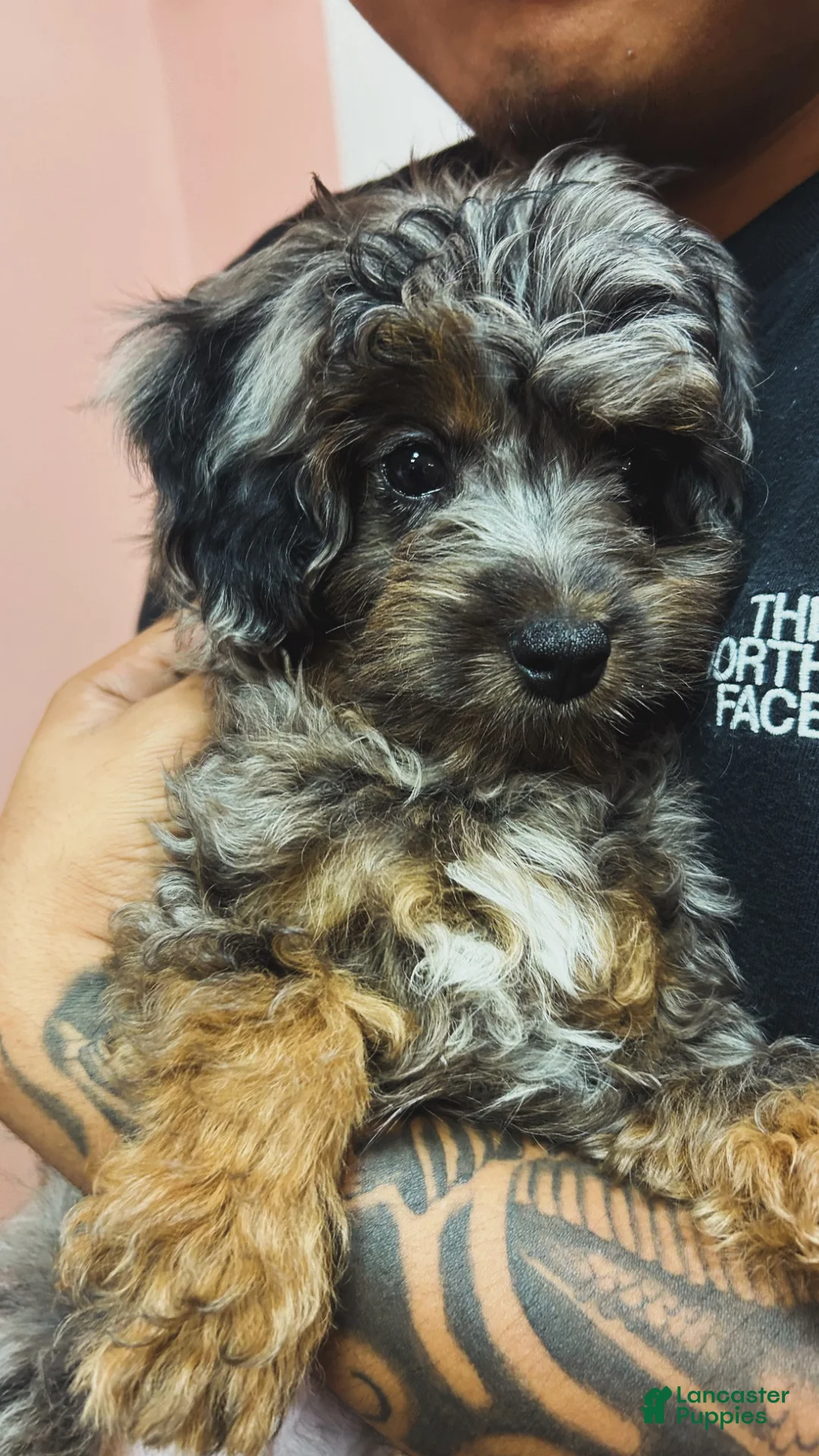 Mini Aussiedoodle dogs for sale: Stella - Ad 3