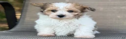 Pomapoo dogs for sale: Jackie - Ad 5