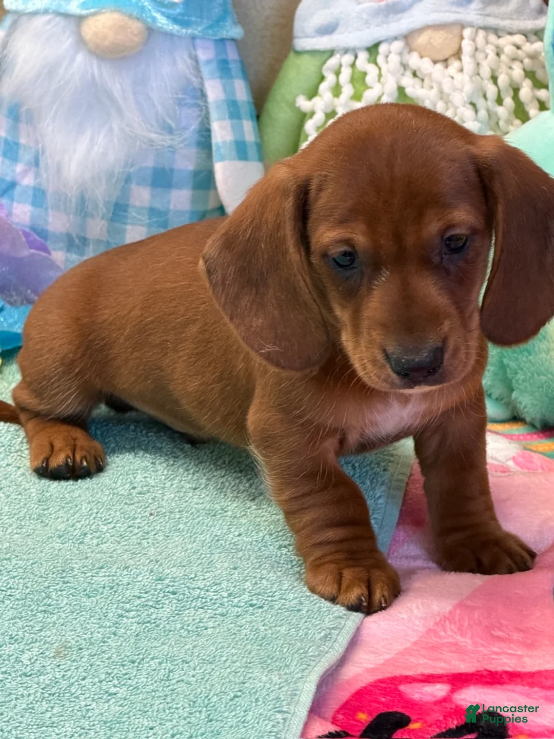 Dachshund dogs for sale: Nate - Ad 3