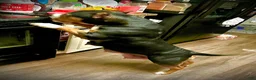 American Bully dogs for sale: American Bully Puppy 1 - Ad 30