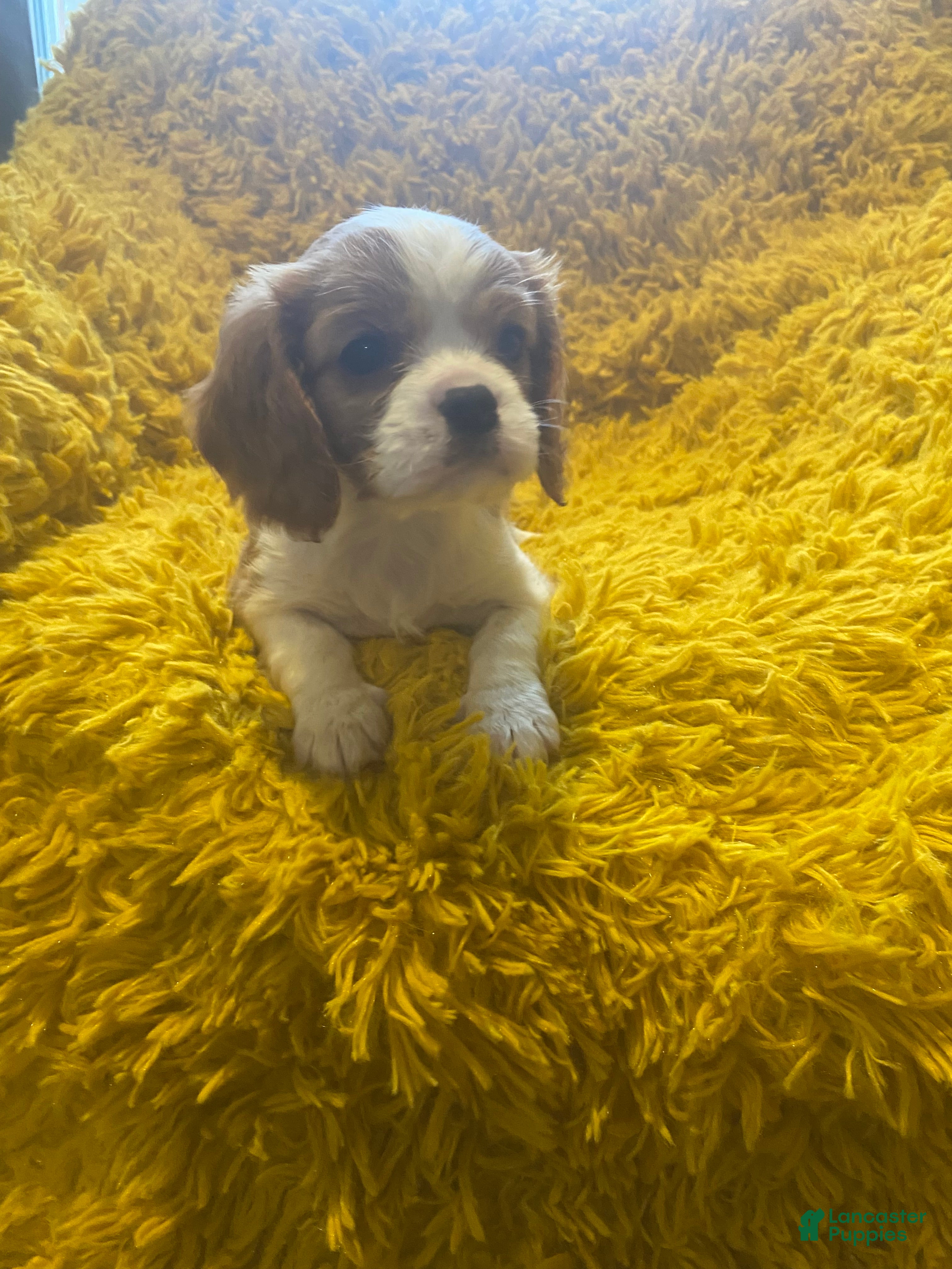 Cavalier King Charles Spaniel dogs Pibble - Ad 14