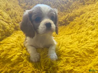 Cavalier King Charles Spaniel dogs Pibble - Ad 18