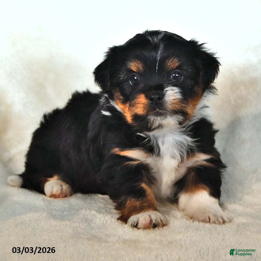 Mixed Breed dogs Jaxon - Ad 2