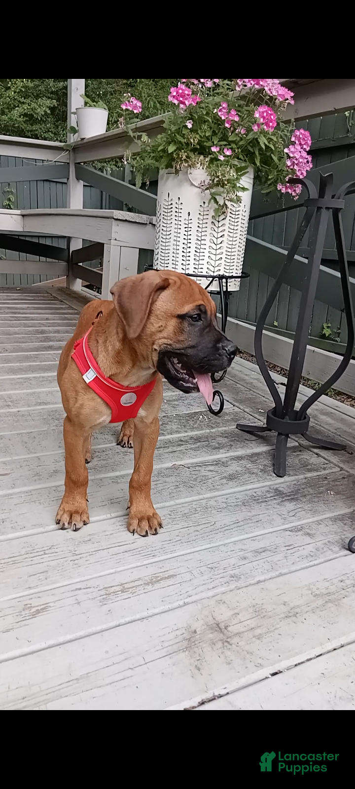 Bullmastiff dogs Luna - Ad 2