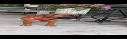 Bullmastiff dogs for sale: Luna - Ad 3
