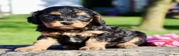 Cavapoo dogs for sale: Frankie Male Cavapoo - Ad 5