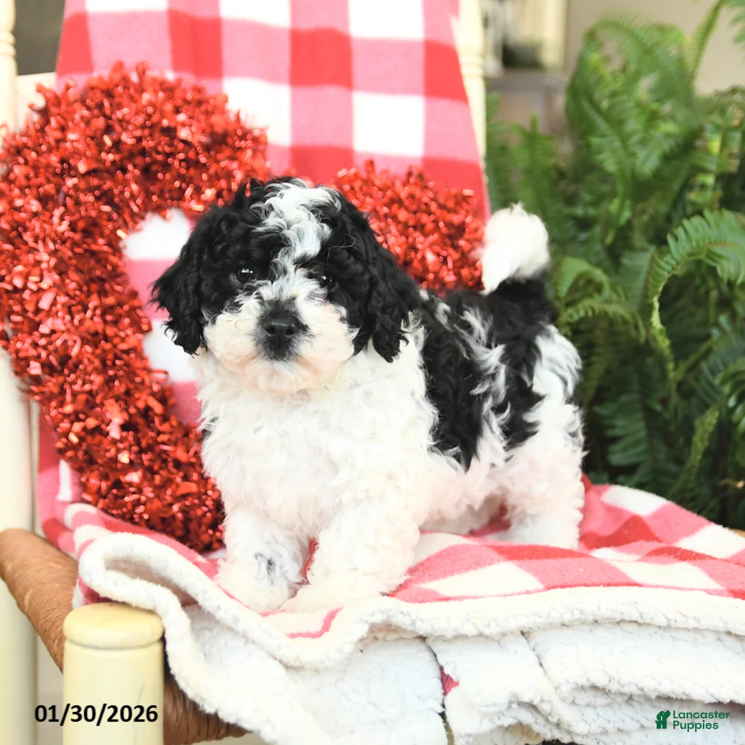 Havapoo dogs for sale: Peanut  - Ad 2