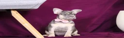 French Bulldog dogs for sale: Bethany - Ad 4