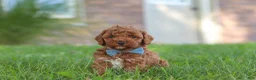 Cockapoo dogs for sale: Hunter - Ad 6