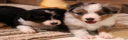 Toy Australian Shepherd dogs for sale: Reed blue merle male with blue eyes - Ad 4