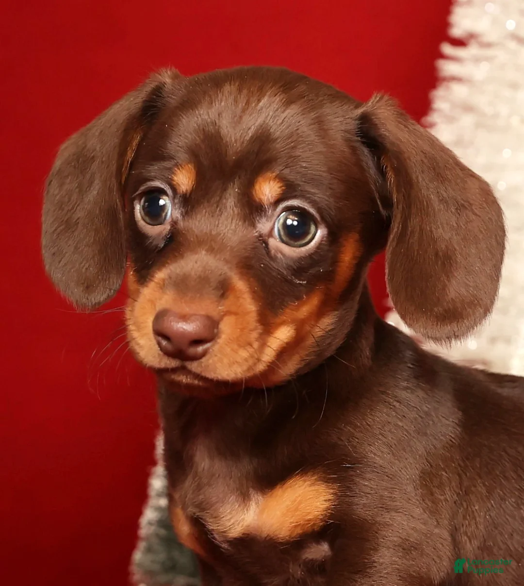 Miniature Dachshund dogs for sale: Ronnie - Ad 9