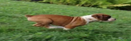 Boxer dogs for sale: Paisley - Ad 8