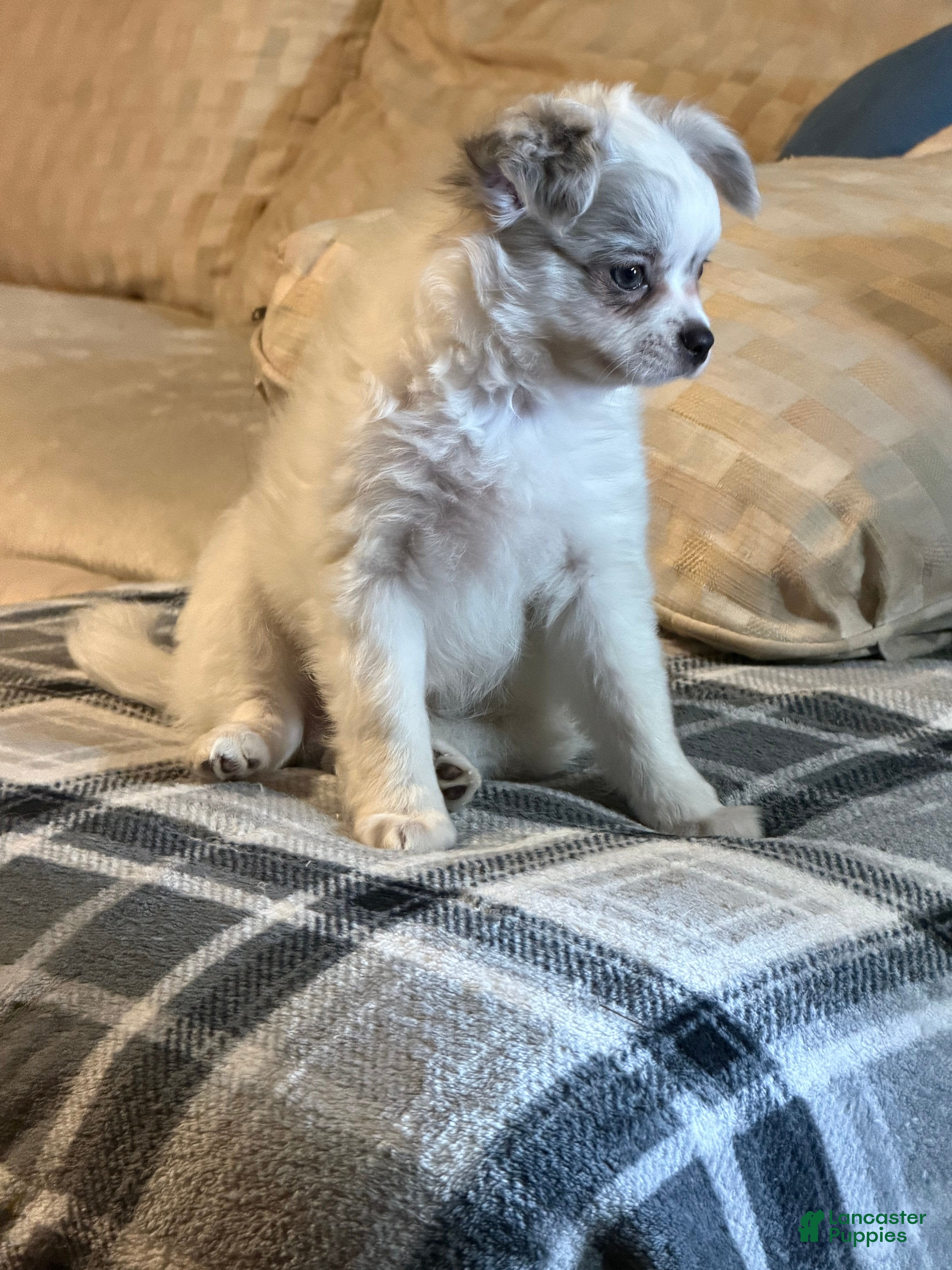 Chihuahua dogs Chihuahua 2 - Ad 2