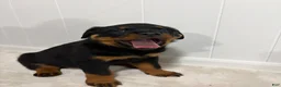 Rottweiler dogs for sale: Lady - Ad 3