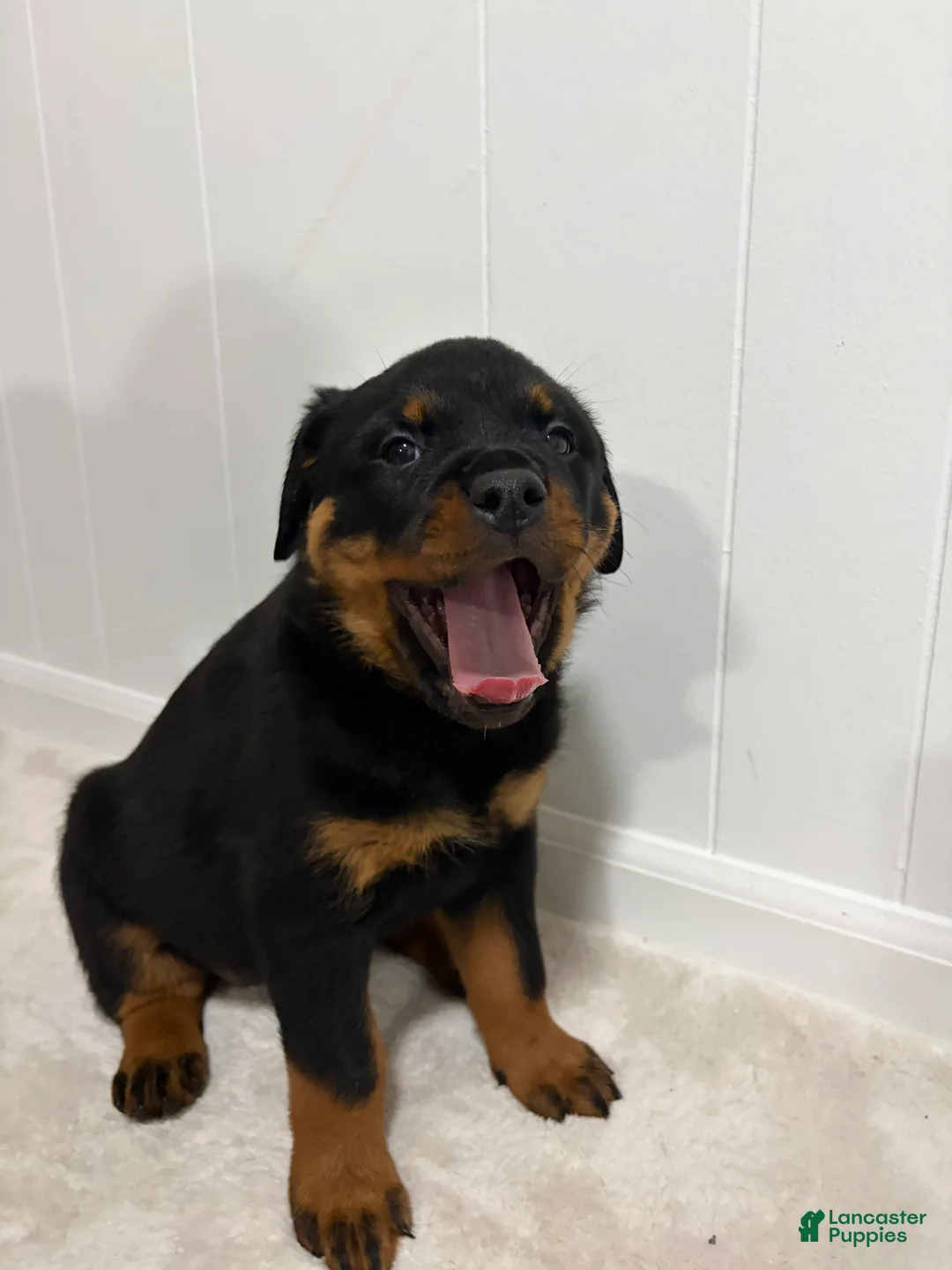 Rottweiler dogs for sale: Lady - Ad 3