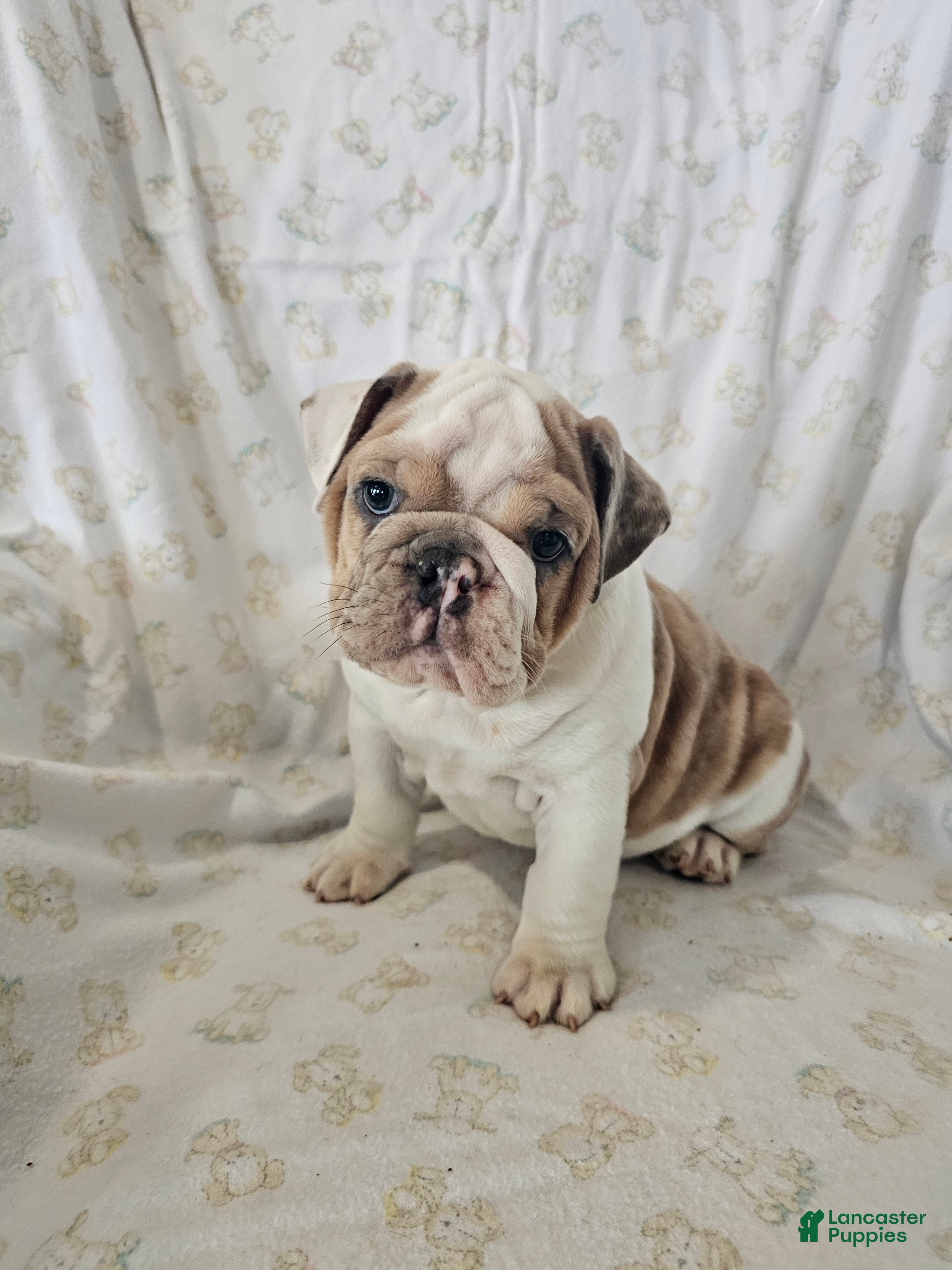 English Bulldog dogs English Bulldog Puppy 5 - Ad 2