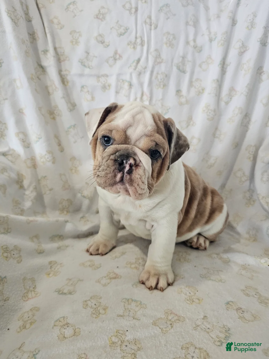 English Bulldog dogs for sale: English Bulldog Puppy 5 - Ad 2
