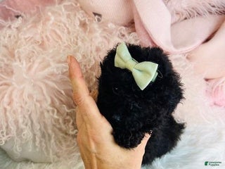 Toy Poodle dogs Teacup Poodle Puppy 1 - Ad 27