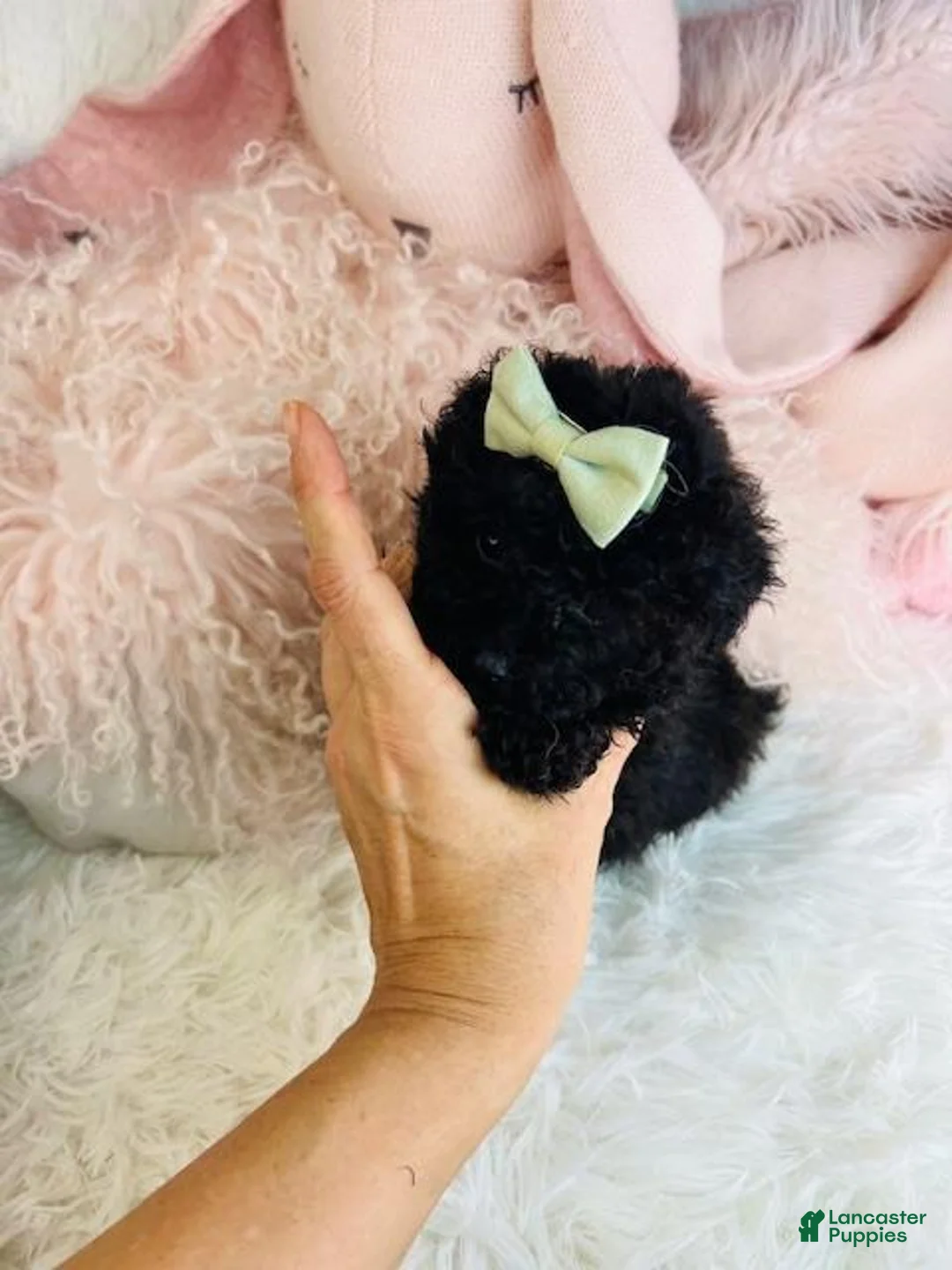 Toy Poodle dogs for sale: Teacup Poodle Puppy 1 - Ad 1