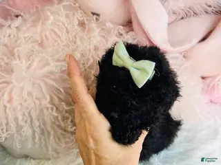 Toy Poodle dogs Teacup Poodle Puppy 1 - Ad 41