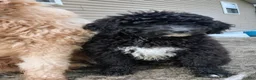 Double Doodle dogs for sale: Chelsea-Mountain Goldendoodle  - Ad 11