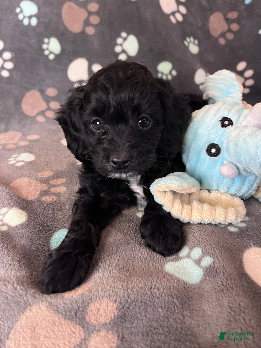 Cockapoo dogs for sale: Cockapoo Puppy 1 - Ad 7