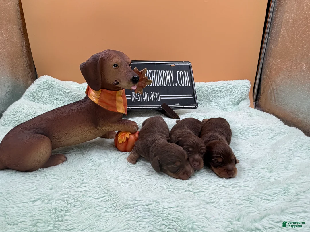 Miniature Dachshund dogs for sale: Miniature Dachshund 4 - Ad 2