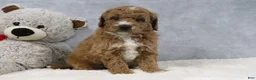Mini Goldendoodle dogs for sale: Angel - Ad 8