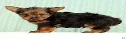 Yorkshire Terrier dogs for sale: Tinker - Ad 4