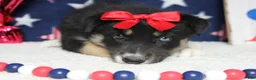 Mixed Breed dogs for sale: Dahlia  - Ad 8