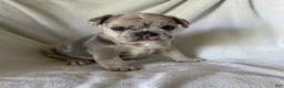 French Bulldog dogs for sale: Yuki - FEMALE - Ad 5