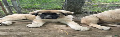 Anatolian Shepherd 1