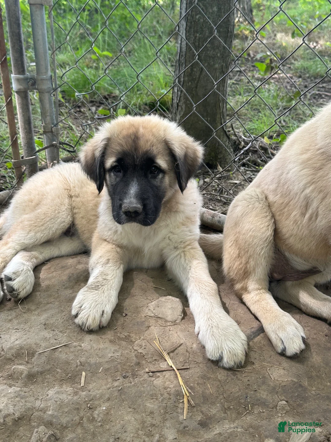 Anatolian Shepherd dogs for sale: Anatolian Shepherd 1 - Ad 1