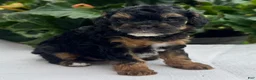 Miniature Poodle dogs for sale: Felicity - Ad 5