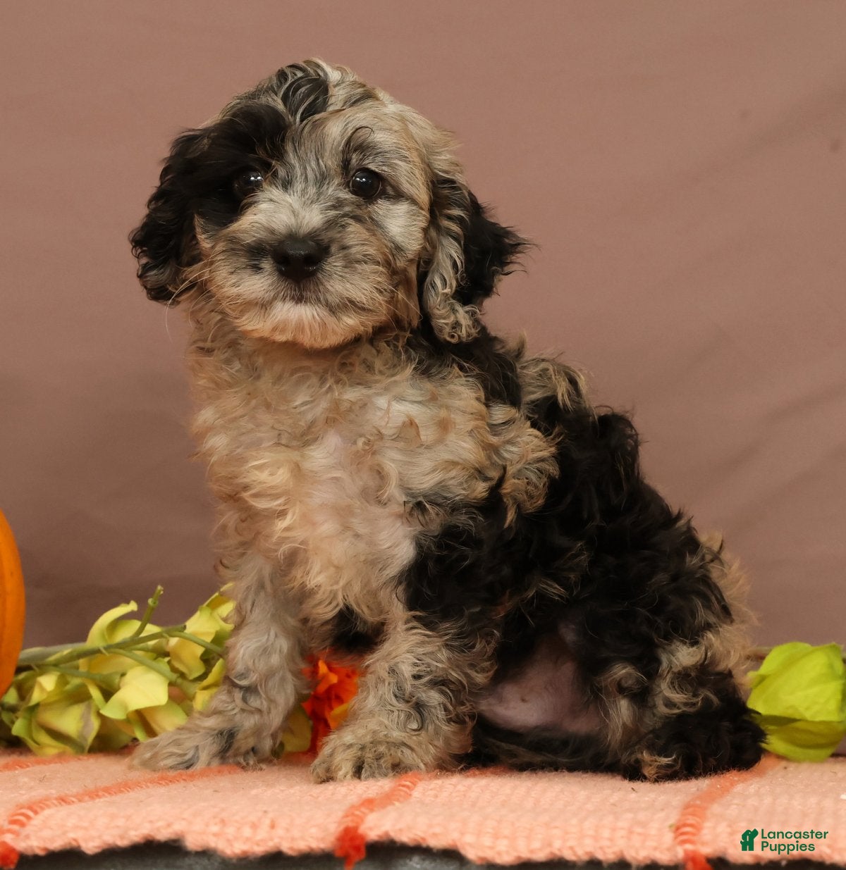 Cavapoo dogs Volt - Ad 1
