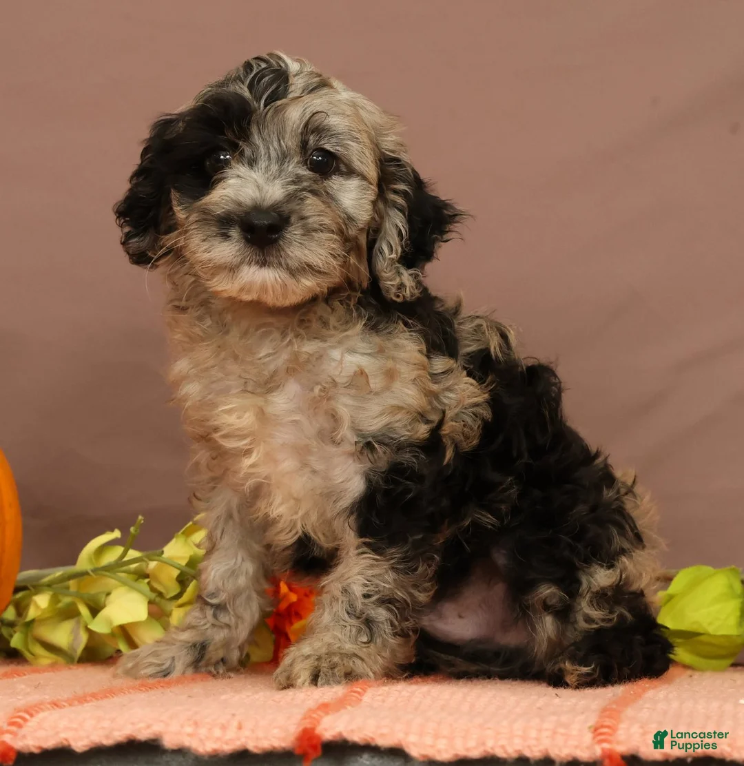 Cavapoo dogs for sale: Volt - Ad 1