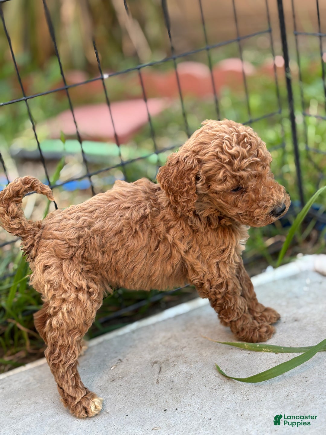 Standard Poodle dogs for sale: Frank - Ad 8