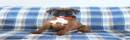 Boxer dogs for sale: Cherokee - Ad 2