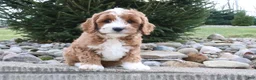 Cavapoo dogs for sale: Archie - Ad 2