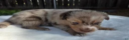 Australian Shepherd dogs for sale: Spence - Ad 3