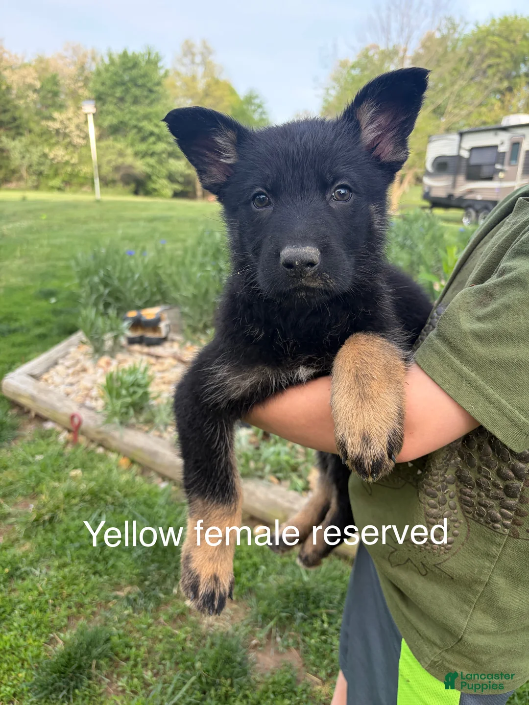 German Shepherd dogs for sale: German Shepherd  - Ad 2