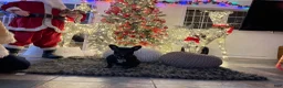 French Bulldog dogs for sale: French Bulldog 1 - Ad 4