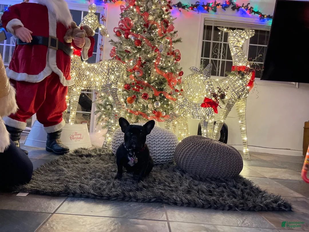 French Bulldog dogs for sale: French Bulldog 1 - Ad 4