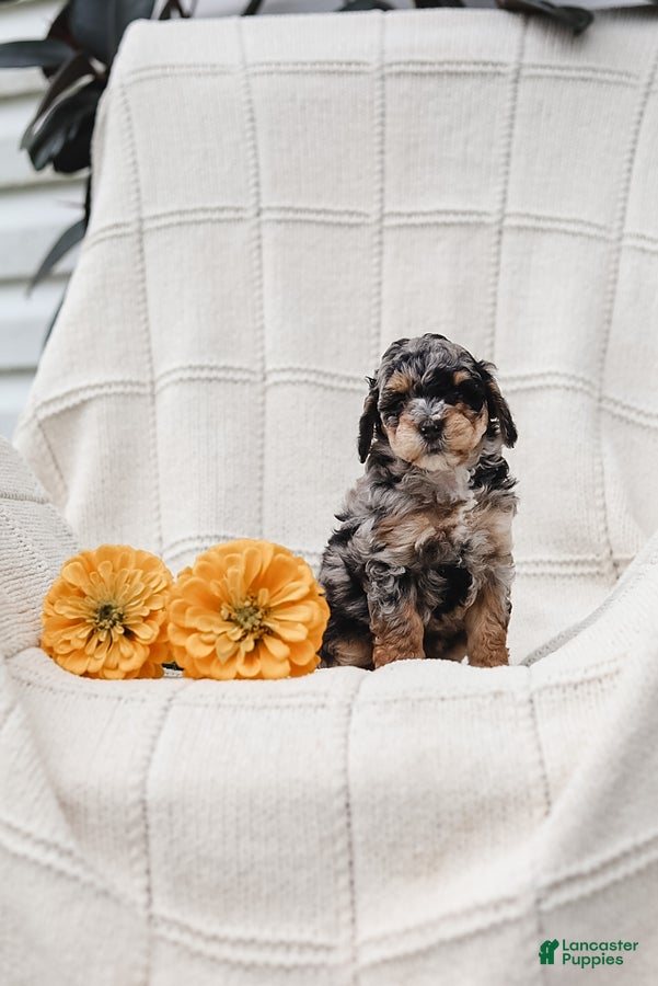 Maltipoo dogs Myla - Ad 2